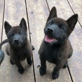 子犬出産予定〜